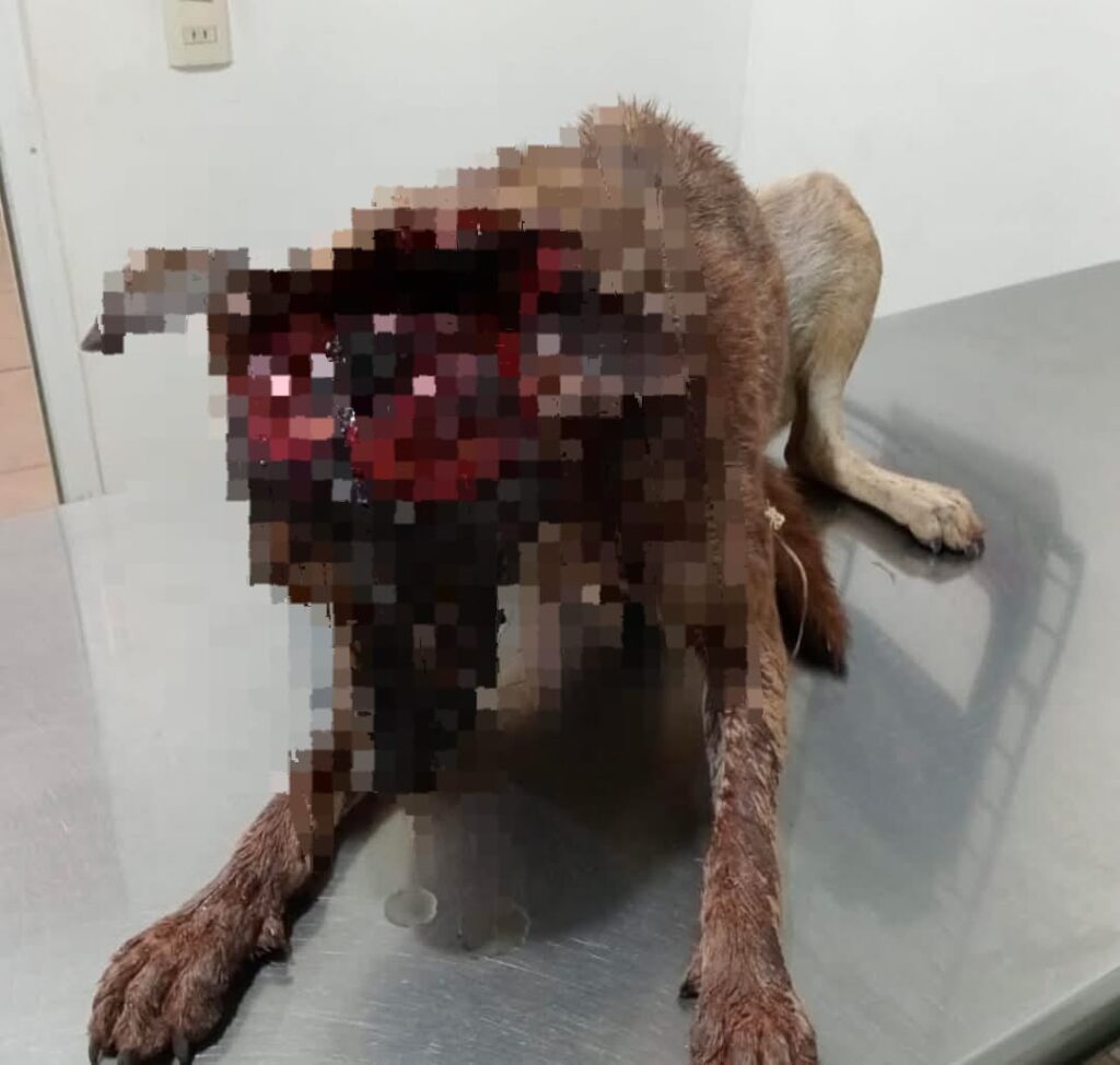 ¡AGRESOR DE "LOBA", PIDE DISCULPAS, DICE QUE YA TODO ESTÁ EN "LA VÍA LEGAL" !