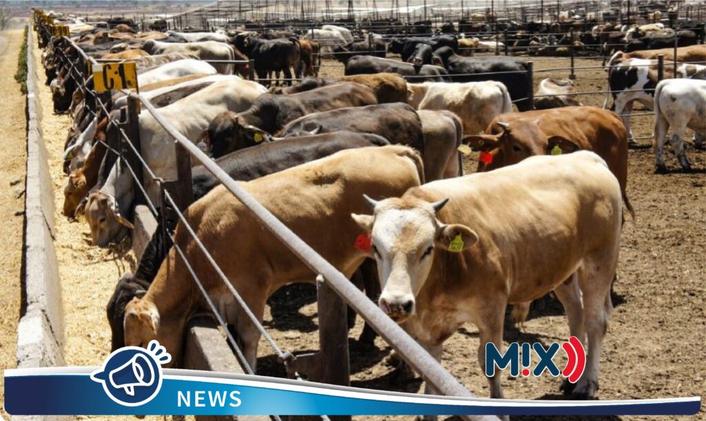 Por plaga EEUU restringió ingreso de ganado desde México