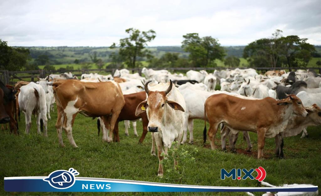 6 casos de gusano barrenador en humanos confirmó la Secretaría de Salud en Chiapas y Campeche