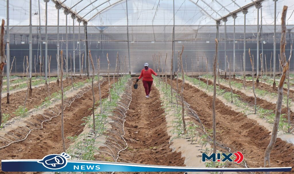 Checa que recomienda el IMSS para evitar golpes de calor en trabajadores del campo