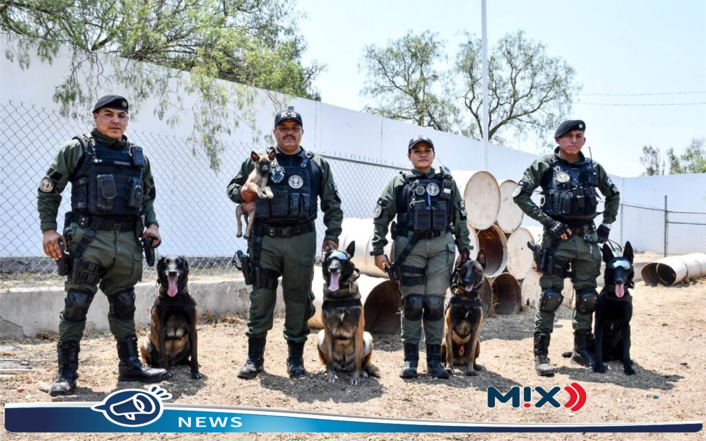 3 nuevos integrantes 'lomitos' se unen al Grupo de Operaciones Especiales K-9