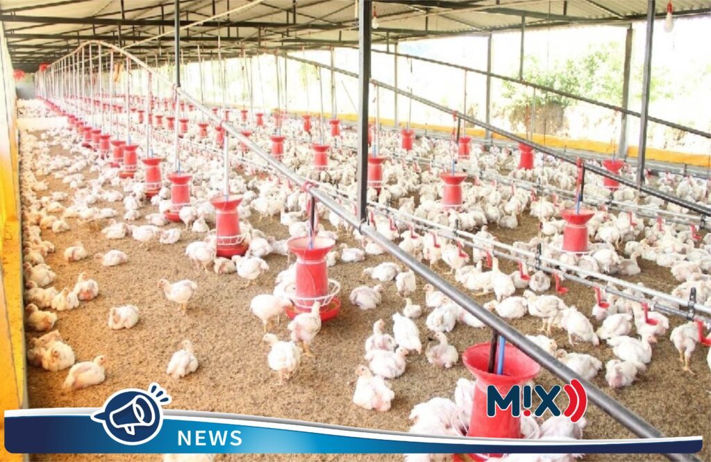 Por influenza H5N1, México suspendió importación de pollo de Brasil