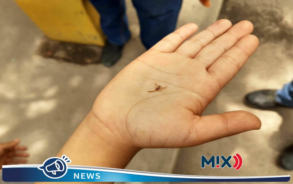 Aumentan casos de picadura de alacrán en Aguascalientes
