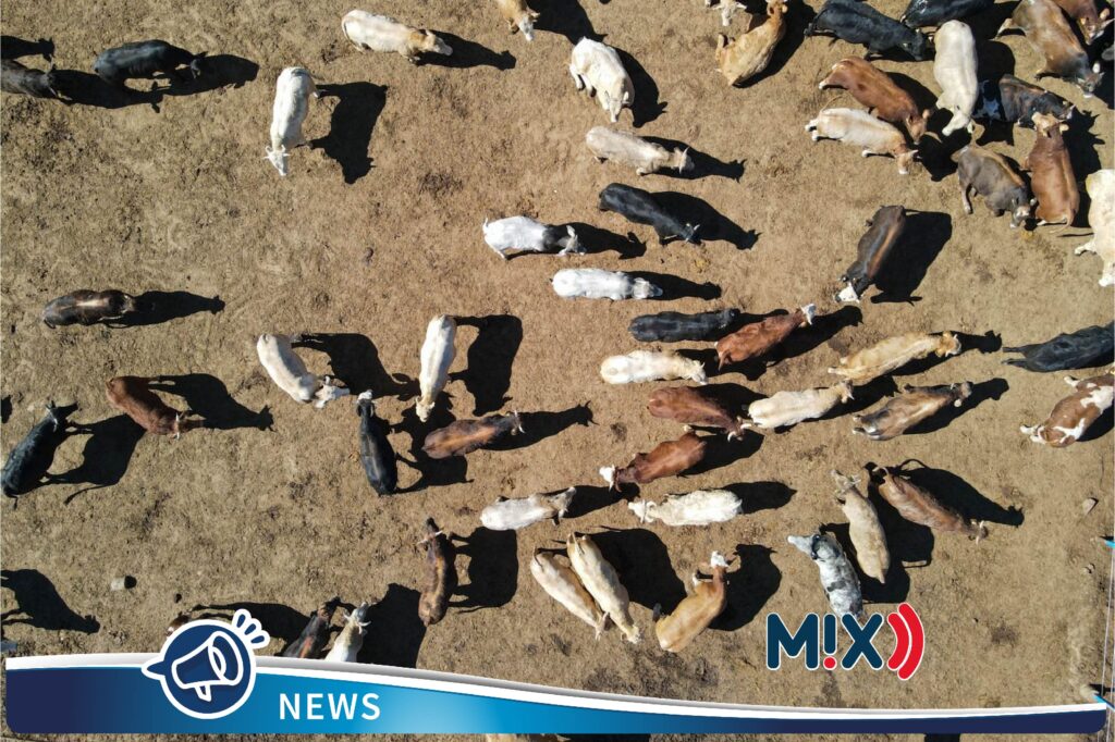 Anunció EEUU reapertura gradual de importaciones de ganado mexicano