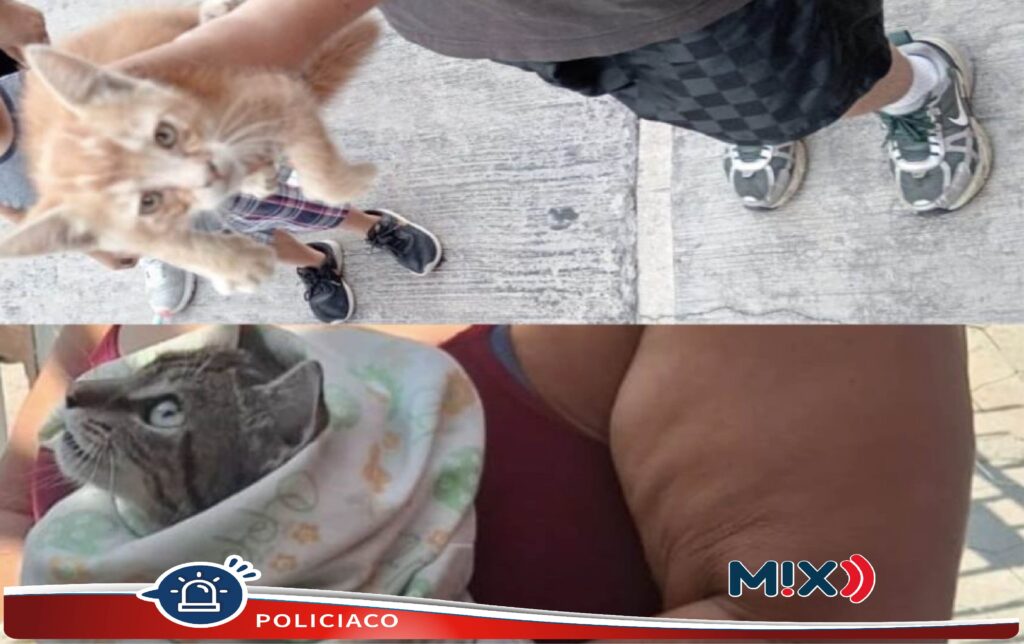 Tres michis fueron rescatados este día por Bomberos Municipales