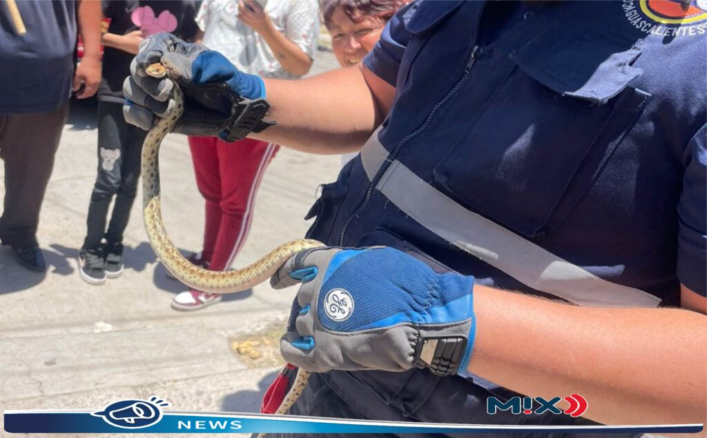 Ojo, advierte Municipio sobre presencia de serpientes por temporada de lluvias
