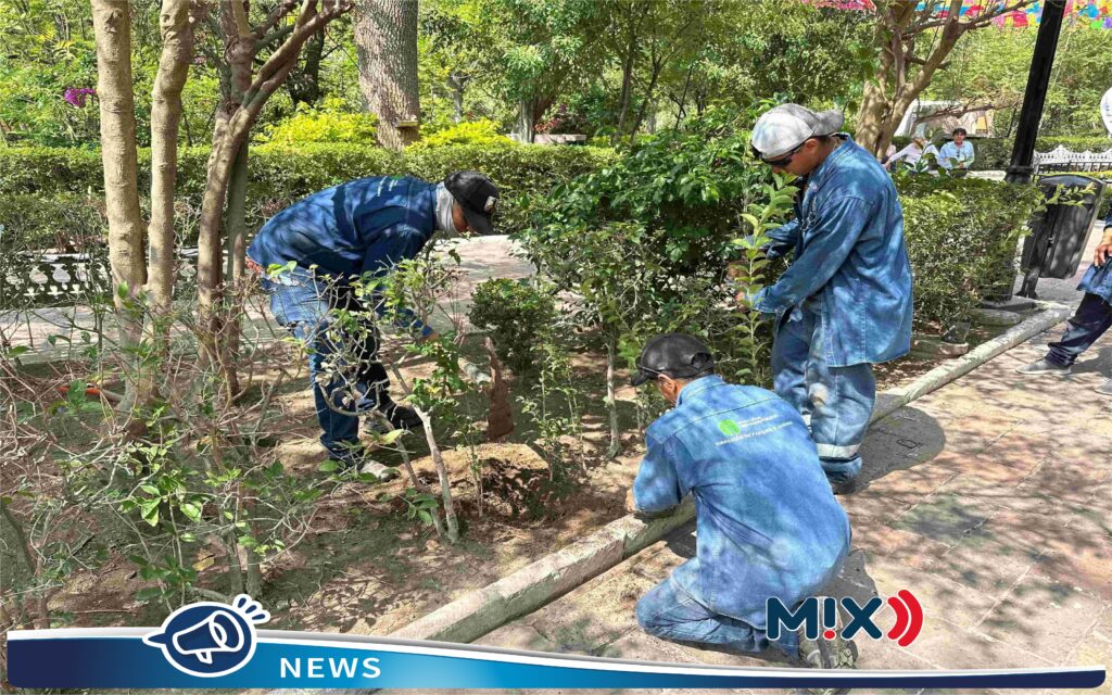 Fortalecen arbolado urbano, plantan 300 árboles tipo trueno en Jardín de San Marcos
