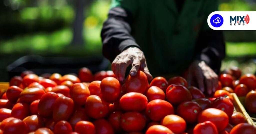 En riesgo por aranceles 56 mil toneladas de tomate