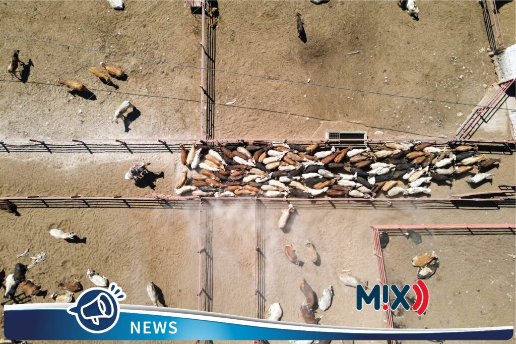Pérdidas por 400 mdd por cierre del ganado mexicano a EEUU