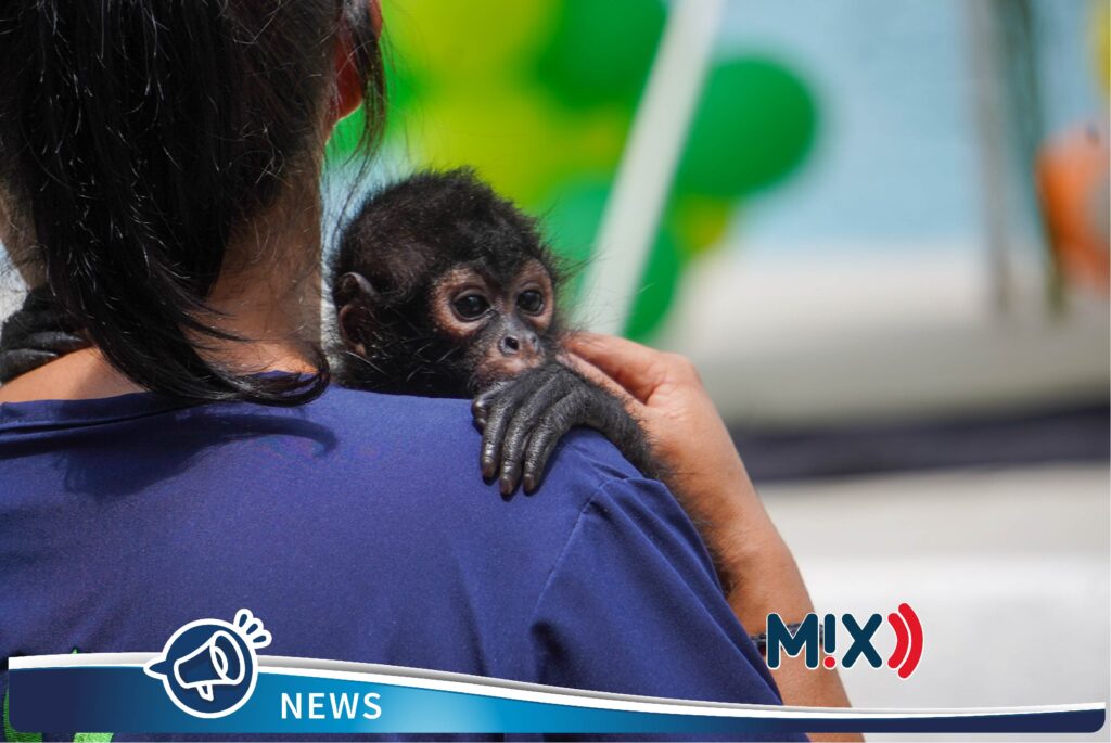 Presentan a ‘Botitas’,  nuevo inquilino del Parque Hidalgo, un mono araña de 6 meses