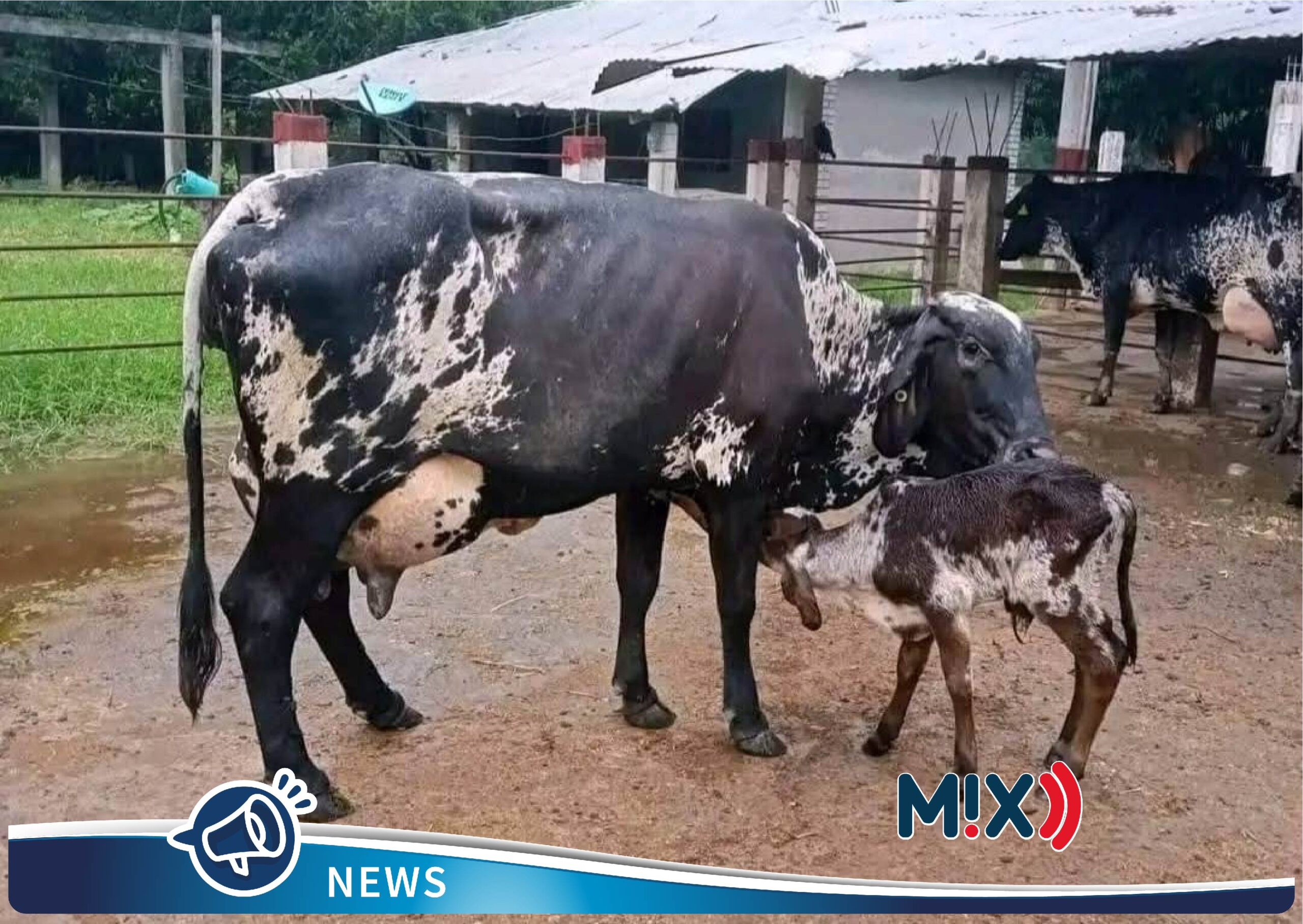 Producción de leche baja lluvias: Ganaderos