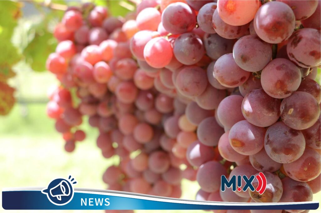 Exceso de lluvias pone en riesgo cultivos de uva: CNC