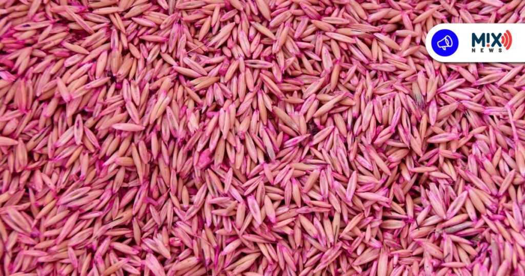 Dan semillas de avena a productores locales