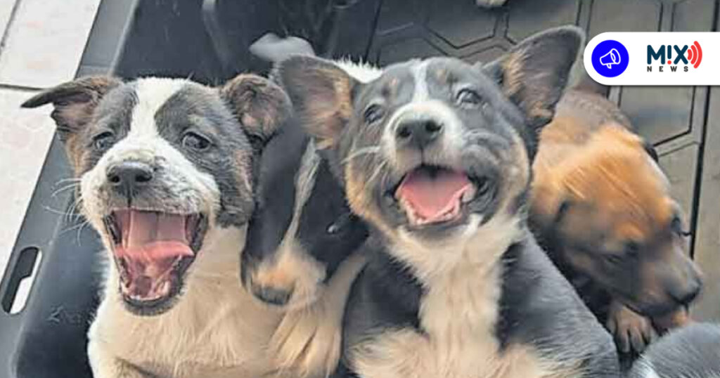 Feria de Mascotas en el Quincenario de la Virgen de la Asunción