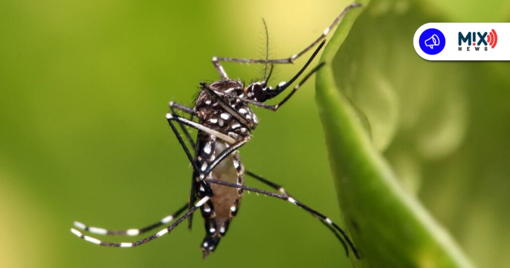 Se reducen casos de dengue en Aguascalientes de 3 mil a 30