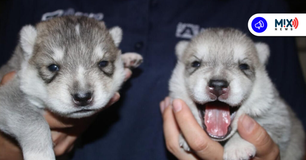 Rescataron a familia de perros husky en condiciones de maltrato animal