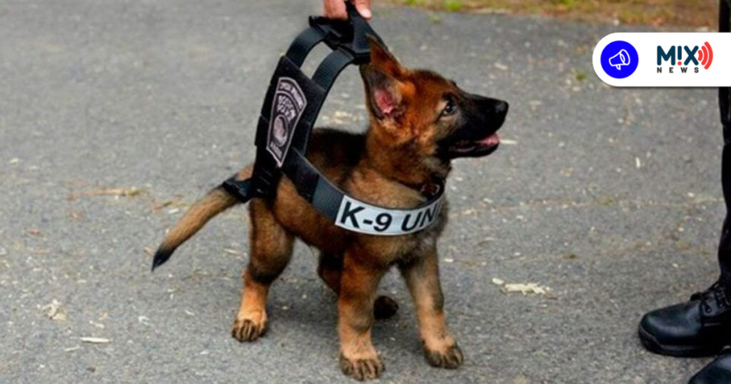 Entrena la SSPM a cachorros Thanos y Zeus como futuros binomios caninos