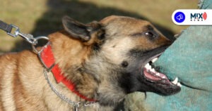 Alerta por casos de mordedura de perros; van más de mil