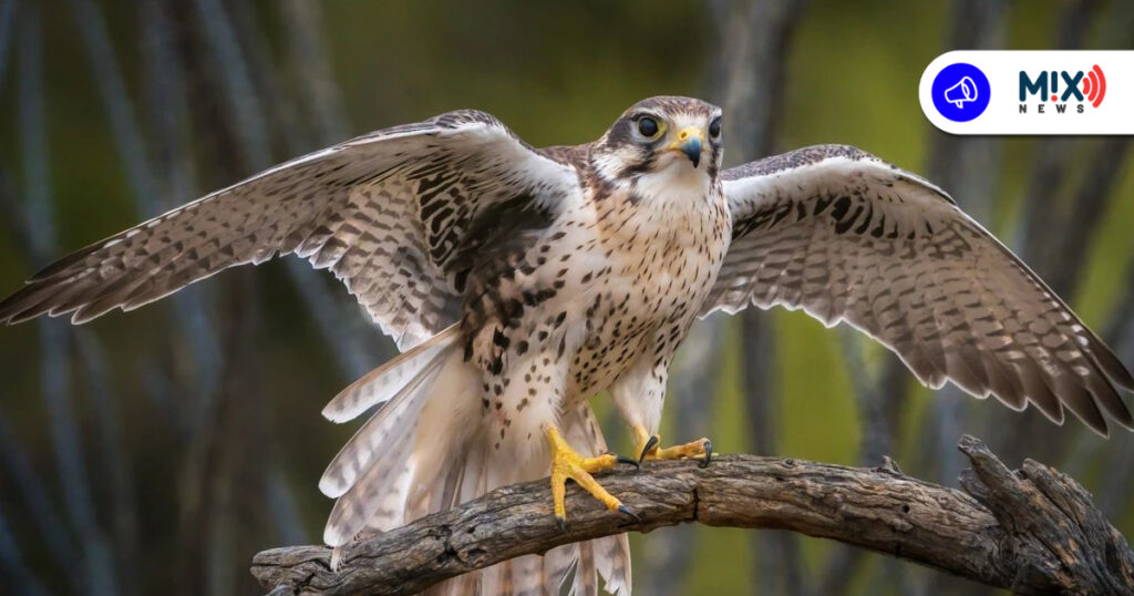 En riesgo de extinción especies de aves en Aguascalientes; prolifera el comercio ilegal en redes