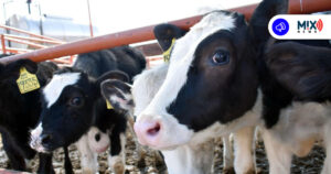 Aguascalientes se mantiene libre de clembuterol