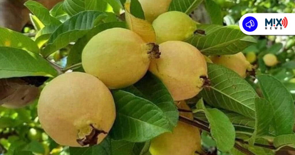 Diversifican cultivos en Calvillo para dejar de depender de la guayaba