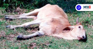 Matanza clandestina de ganado en Aguascalientes