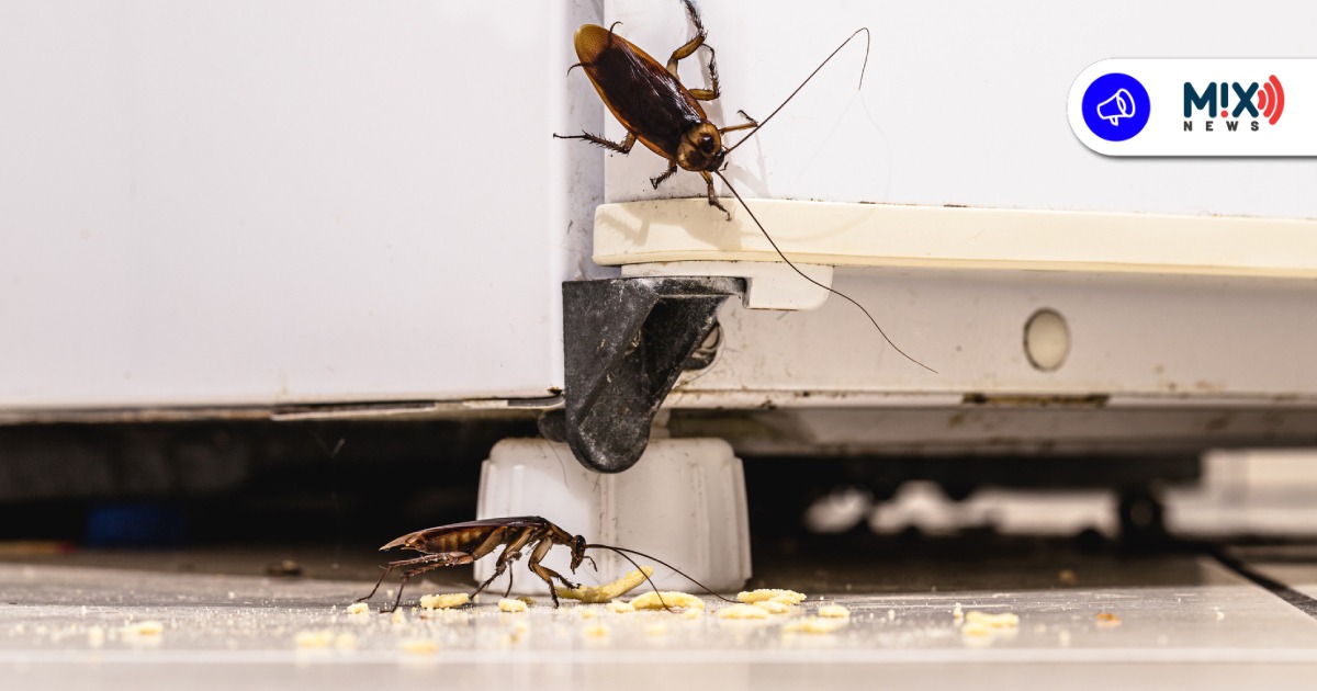 Endurecen inspecciones sanitarias por presencia de fauna nociva en establecimientos de comida