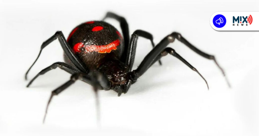 Se disparan atenciones por mordeduras de araña