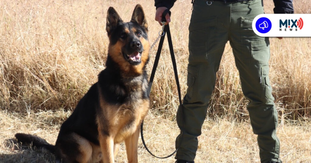 Conoce aquí al Grupo K9, 23 perros que refuerzan la seguridad en Aguascalientes