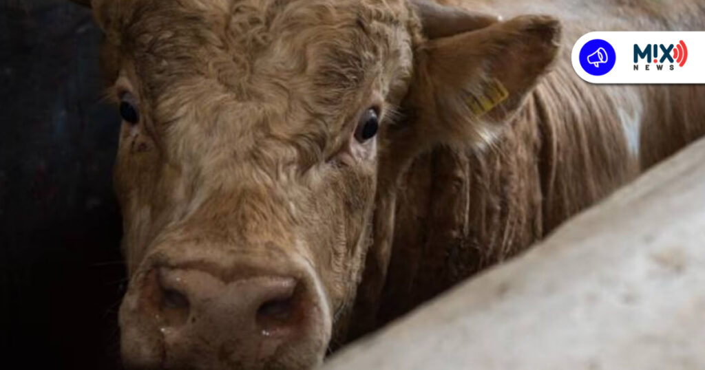 Alertan por riesgo de Tuberculosis Bovina