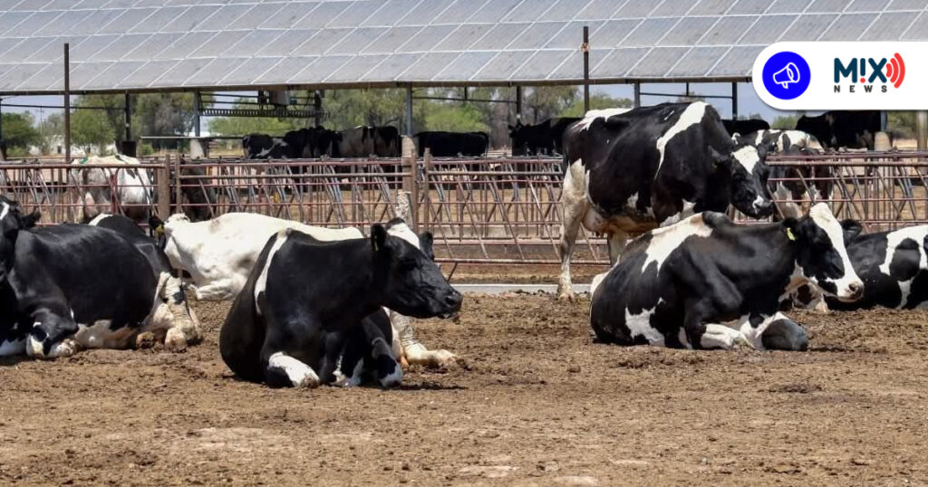 Refuerzan vigilancia en Aguascalientes por caso de Gusano Barrenador en Jalisco