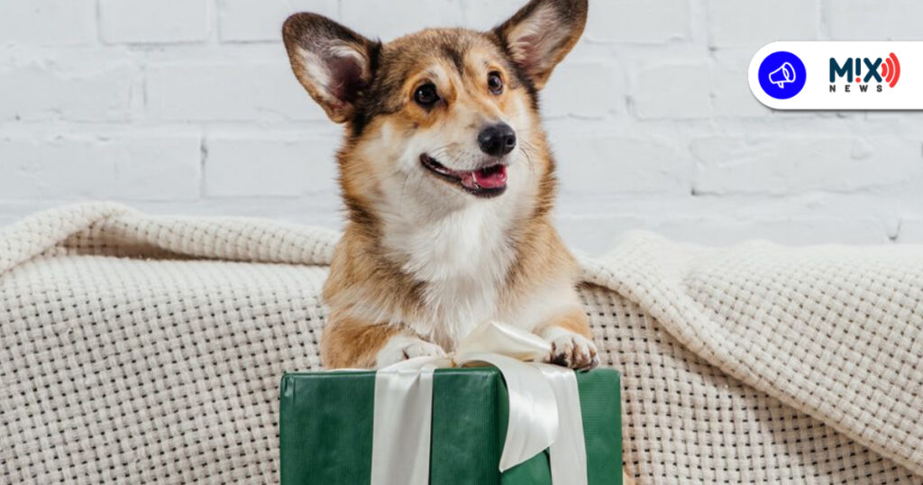 Concurso navideño para consentir a tus lomitos