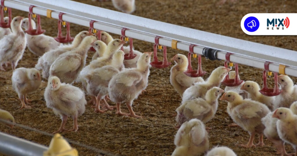 Aguascalientes garantiza pollo de calidad para las fiestas decembrinas