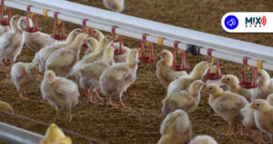 Aguascalientes garantiza pollo de calidad para las fiestas decembrinas