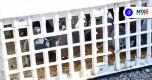 Por denuncia ciudadana detienen a 2 sujetos por caza ilegal de palomas en Aguascalientes