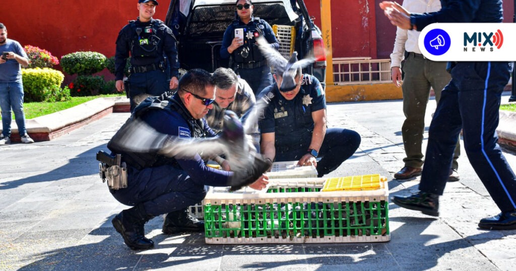 Policía Municipal rescata y libera 100 palomas