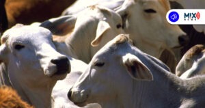 Robo masivo de ganado no es común en Tepezalá