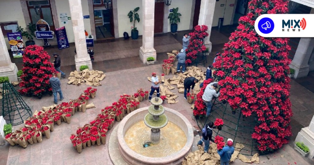 Más de 6 mil nochebuenas adornan el Centro Histórico por temporada navideña