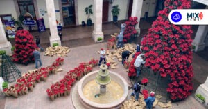 Más de 6 mil nochebuenas adornan el Centro Histórico por temporada navideña