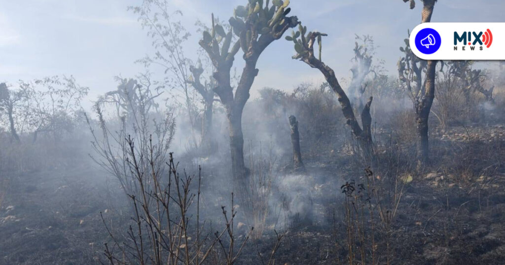 Colectivo acusa incendios intencionales en zona forestal