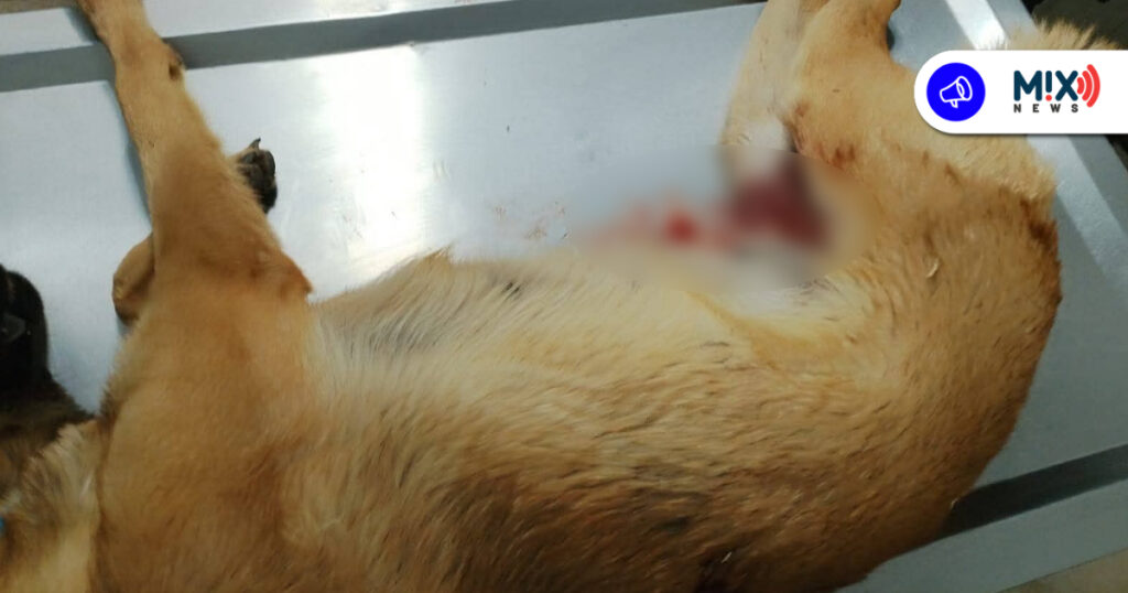 Denuncian presunto abuso policial en muerte de perrita