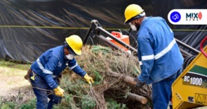 Habilitan centro de acopio de árboles navideños en el Parque México