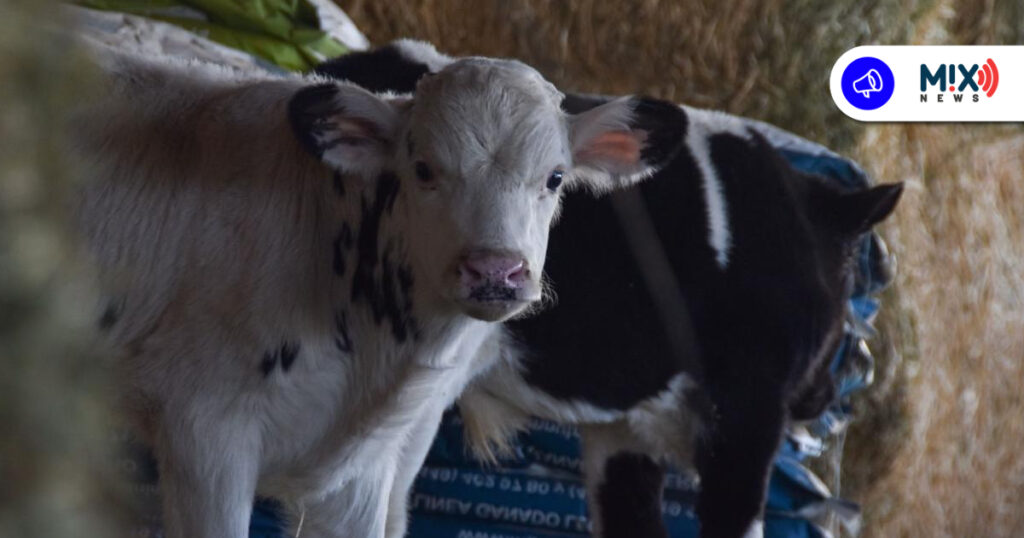 Hasta 50 mil pesos en apoyos para modernizar ganado, colmenas y acuicultura