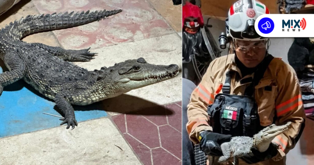 Rescatan a cocodrilo que por ocho años habitó en casa del Barrio de Guadalupe