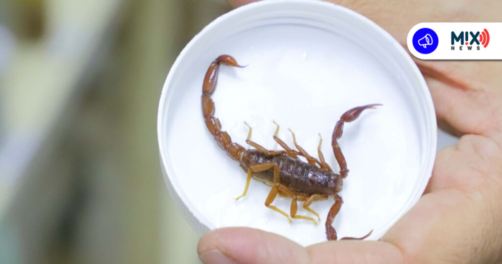 Descubren expertos de la UAA 13 especies de escorpiones en Aguascalientes