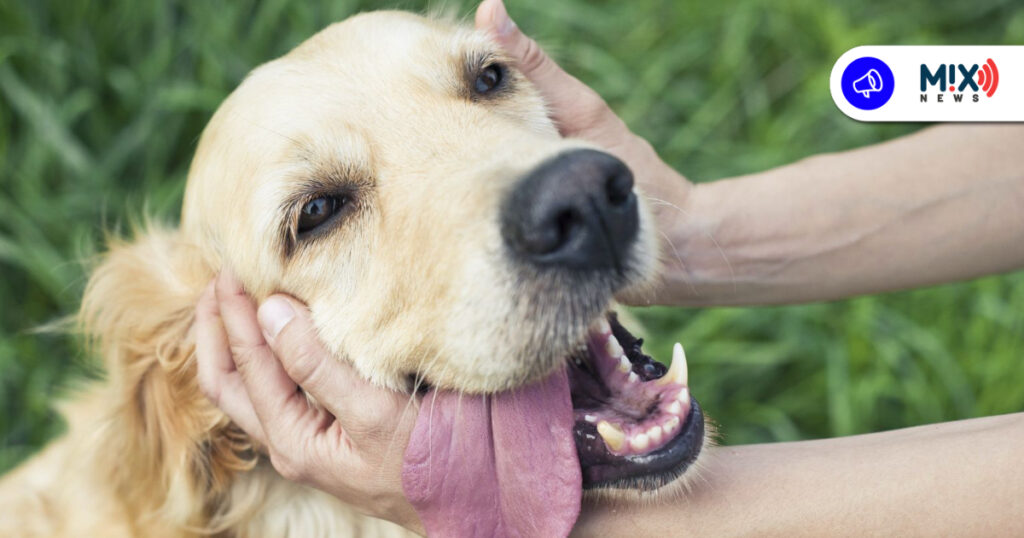 Promueven crear un registro obligatorio de mascotas en Aguascalientes