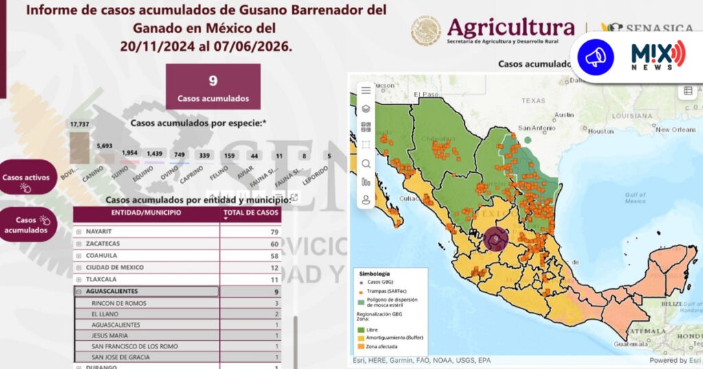 SENASICA reporta caso de gusano barrenador en la capital de Aguascalientes; autoridades de salud lo niegan