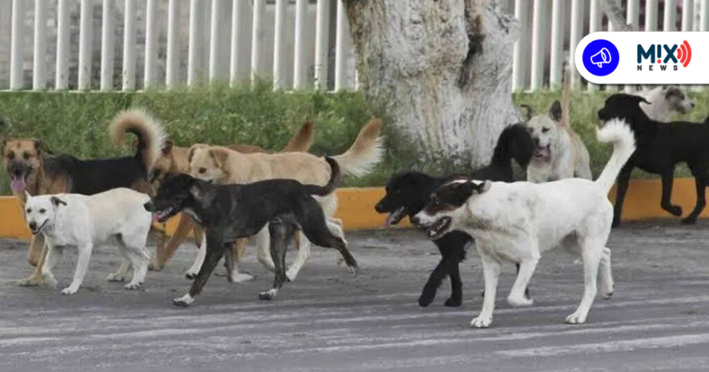 Fiscalía investiga posible negligencia tras muerte de hombre atacado por perros