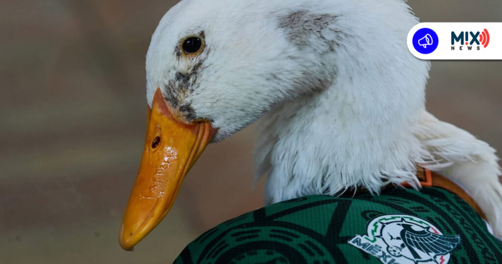 Pato Merlín pone en riesgo a patos silvestres