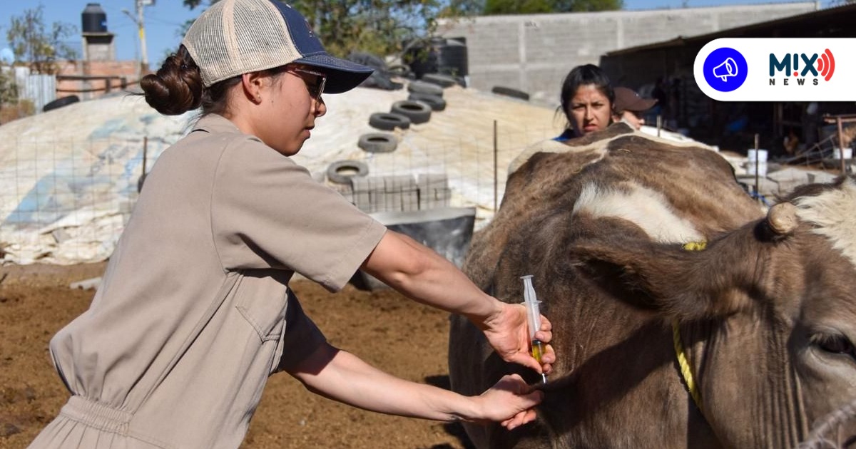 Piden no ocultar casos de gusano barrenador; reportarlo permite atender al animal